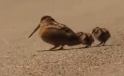 【ｗ】リズムに乗って餌を探す親鳥と、真似してついていく2羽のひな。動きが可愛いｗ