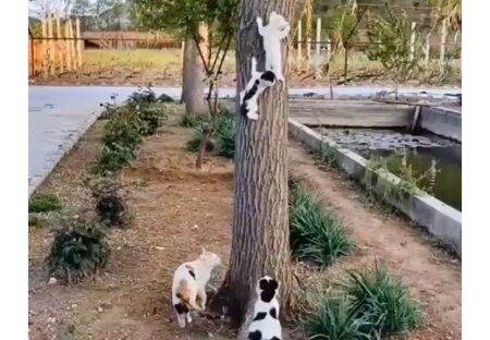 【ﾀｽｹﾃｰ】木から降りれなくなった子猫達を助けに行くママ猫、可愛いすぎｗ