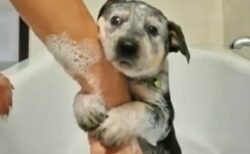 【動画】初めてのお風呂が怖い犬、表情も動きも可愛いすぎるｗ