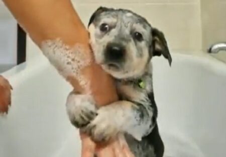 【動画】初めてのお風呂が怖い犬、表情も動きも可愛いすぎるｗ