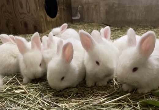 【生後1か月弱】明日公開されるアンゴラウサギの赤ちゃん達！可愛いすぎるｗ