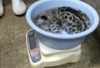 【！】黒いヒナが成長すると朱色に。ショウジョウトキの鮮やかさが綺麗すぎる
