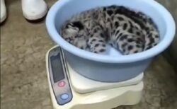 【洗面器サイズ】ユキヒョウ赤ちゃん、初めての体重測定！まさかの鳴き声「ピヨ」