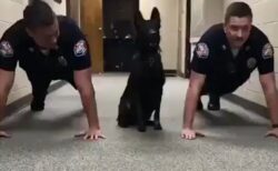 【動画】警官と一緒に筋トレする警察犬！息もリズムもぴったりｗ