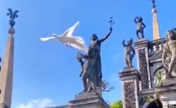 【動画】空を飛ぶ純白のクジャク・・神々しさしかない