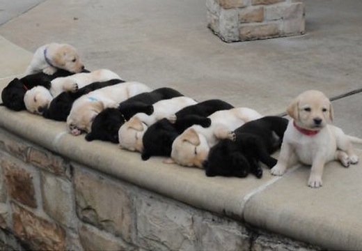 【白黒白黒・・】しましまに並ぶ11匹の子犬、たまらない可愛いさｗｗｗｗ