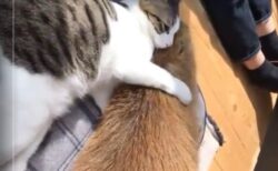 【ｺﾞﾛﾝｺﾞﾛﾝ】猫に添い寝したいカピパラ、寄り添う様子が可愛いｗｗｗｗ