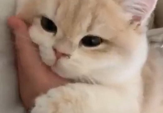 【ひゃー】寝起きで甘える猫、たまらない可愛いさwwww
