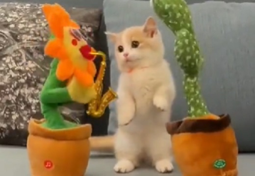 【動画】ダンシングフラワーと遊びたい子猫、一緒に踊ってるみたいｗｗｗｗ