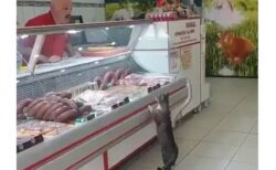 ﾆｬｰ＞(ΦωΦ) お肉屋さんと交渉する猫と会話する店主、素敵な空間が話題にｗ