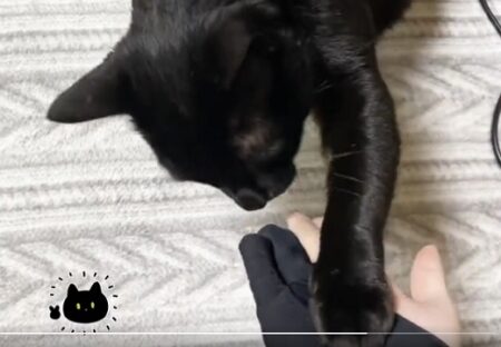 【ｗ】愛しすぎる黒猫の「お手」が話題に