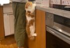 【ｗ】洗濯機でルームランナーする猫が話題に「待ってる子も可愛いｗ」