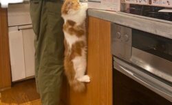 むー＞(ΦωΦ) 飼い主さんの皿洗いを見物したい猫、腕力が凄すぎるｗｗｗｗ