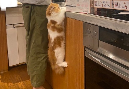 むー＞(ΦωΦ) 飼い主さんの皿洗いを見物したい猫、腕力が凄すぎるｗｗｗｗ
