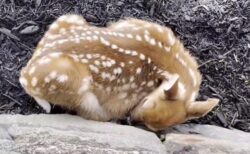 【zzz】庭で無警戒に爆睡する小鹿、寝息が可愛いすぎるｗｗｗｗ