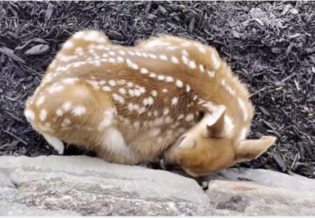 【zzz】庭で無警戒に爆睡する小鹿、寝息が可愛いすぎるｗｗｗｗ