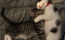 【ひゃー】ぴったり抱き合って眠る子猫達！見てるだけで癒されるｗｗｗ