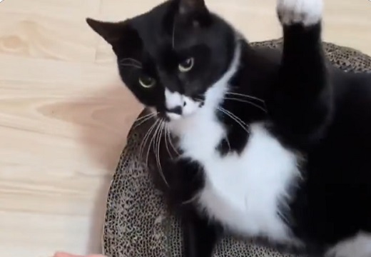 【音ｗ】ネコ、機嫌が悪いときの強烈な猫パンチが話題に「声出たｗ」「叩かれたい！」