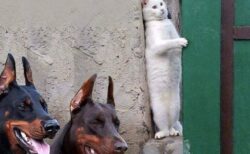 【えｗ】2匹のドーベルマンの傍で壁と同化をはかる猫ｗｗｗｗ