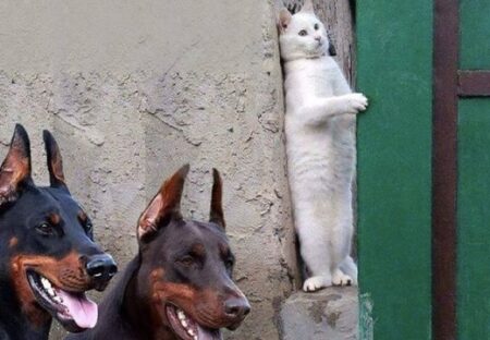 【絶体絶命】2匹のドーベルマンの傍で壁と同化をはかる猫ｗｗｗｗ