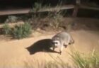 【動画】ガチャピンの流鏑馬にネット騒然！「ガチャピン凄すぎｗｗｗｗ」