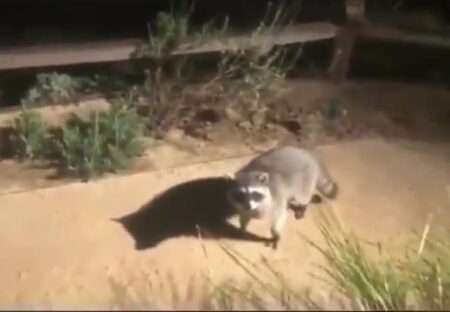 【！】人の視線に気づいたアライグマ達のリアクションｗｗｗｗｗ