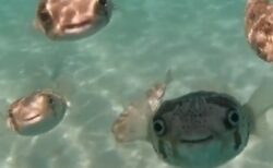 【動画】海で撮影されたフグの群れ、想像以上に可愛いｗｗｗｗ