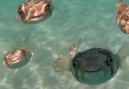 【動画】海で撮影されたフグの群れ、想像以上に可愛いｗｗｗｗ