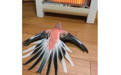 【バッサー】両翼を存分に広げ暖房を堪能する鳥！ゴージャスすぎるｗｗｗｗ