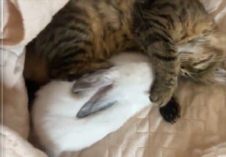 【ひゃー】布団めくると‥ぴったり寄り添って眠る猫とウサギ、最強の可愛いさｗ