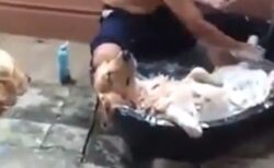 【動画】体を洗われて至福の表情の犬、幸せそうｗｗｗｗ