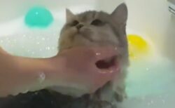 【きょとん】水に全く抵抗ない美人猫さんのお風呂タイム！可愛いすぎるｗｗｗｗ