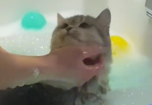 【きょとん】水に全く抵抗ない美人猫さんのお風呂タイム！可愛いすぎるｗｗｗｗ