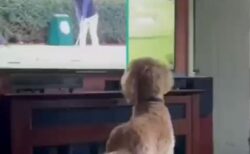 【たまらん】画面の中のゴルフボールに夢中な犬！リアクションが可愛いすぎるｗｗ
