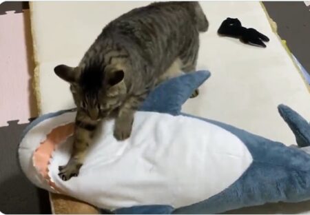 【動画】サメをひたすらふみふみする猫！相性抜群の模様ｗｗｗｗ