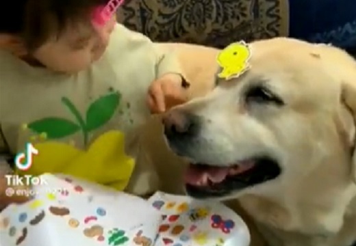 【えｗ】女児のシール遊びに付き合う犬達が話題に「めちゃくちゃ優しい」「表情ｗ」