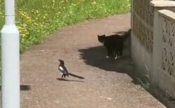 【動画】鳥と猫の散歩が話題に「鳥の方が一枚上手ｗ」