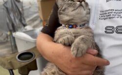 【ｗ】抱っこされてる事に気づいた猫、表情の変化が可愛いすぎる