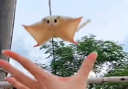 【ぺちゃ】飼い主めがけて一直線！着地する瞬間のモモンガの表情が可愛いすぎるｗ