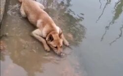 【ﾌﾞｸﾌﾞｸﾌﾞｸﾌﾞｸ】水遊びの最中、新しい遊びを発見した犬ｗｗｗｗ