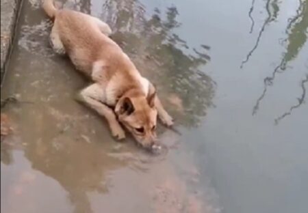 【ﾌﾞｸﾌﾞｸﾌﾞｸﾌﾞｸ】水遊びの最中、新しい遊びを発見した犬ｗｗｗｗ
