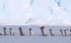 【最後ｗ】小ペンギンが並んでぺちぺち歩いてく様子が激かわ！