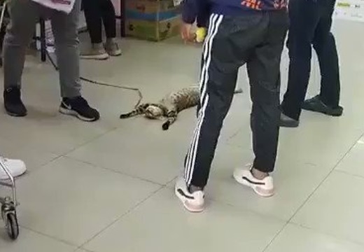 【w】お店で緊張感ゼロ!だらけきったへそ天で爆睡する猫がカワイイ(・∀・)