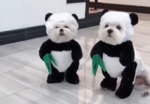 【ちょｗ】パンダコスした犬、2匹でダッシュしてくる姿が衝撃的な可愛いさ！