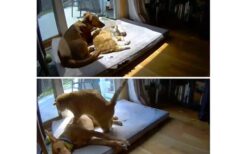 【ｗ】昼寝中の猫に犬が添い寝する場合と、昼寝中の犬に猫が添い寝する場合の違いｗ