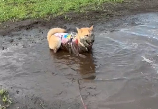 トリミング行ったばかりの柴犬、泥水まみれでご機嫌！やり切った感の表情が最高ｗ