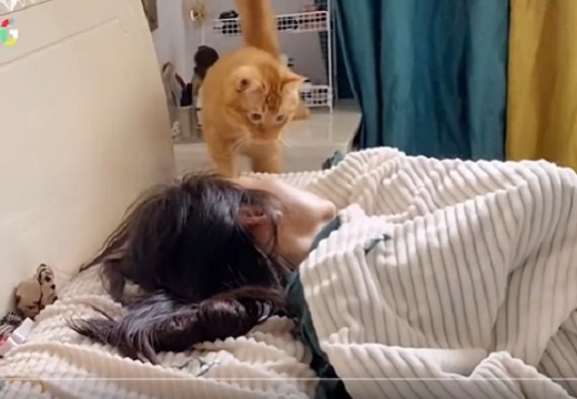 【たまらん】飼い主のベッドにもぐりこむ猫、全ての動きが可愛いすぎるｗｗｗｗ