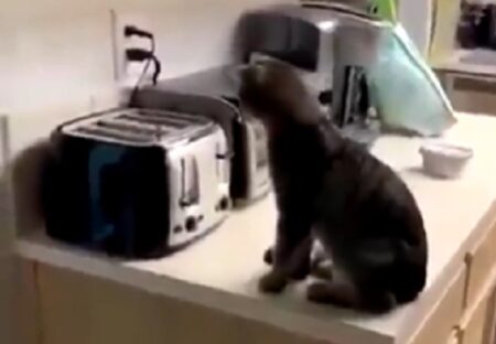 (ΦωΦ) トースター前でソワソワしてる猫、想像以上のリアクションｗｗｗｗ