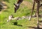 【感動】皇帝ペンギンヒナ集団が敵に狙われピンチ！アデリーペンギンが駆け付けて守る