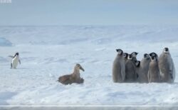 【感動】皇帝ペンギンヒナ集団が敵に狙われピンチ！アデリーペンギンが駆け付けて守る